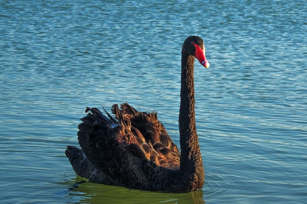 black-swan-in-lake