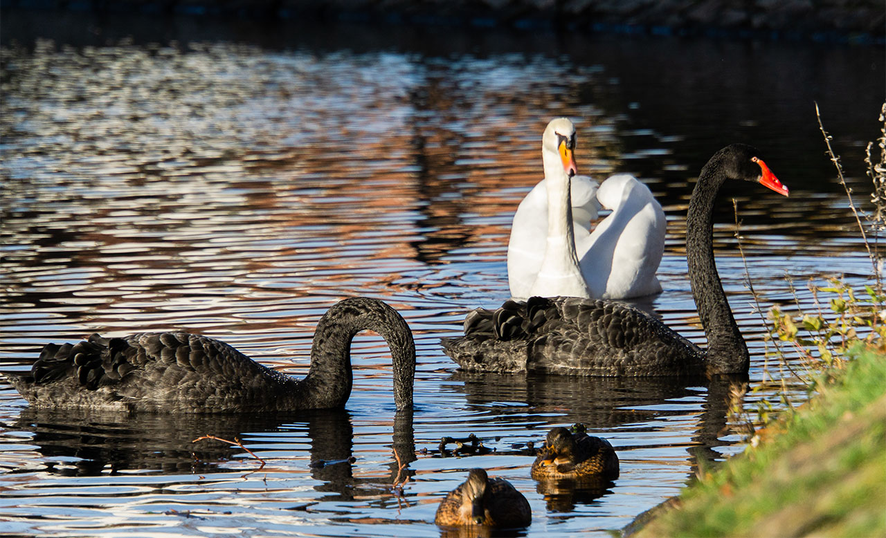 Black Swan _Blog_Image_Resized_ 23 July 2019