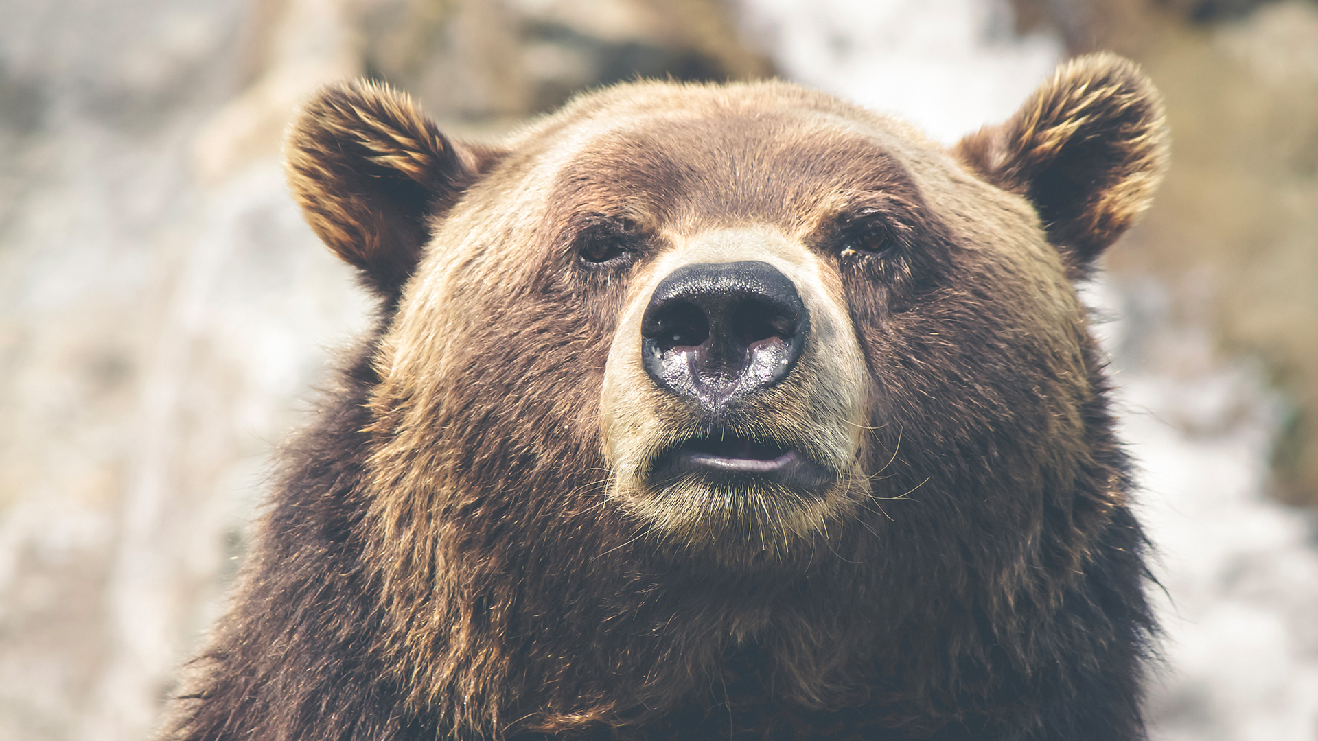 Don’t go into hibernation, BEAR is coming to you